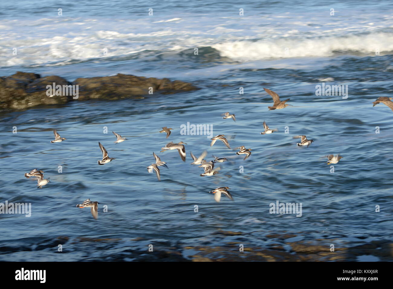 Un gregge di plovers e whimbrel sulla marea Costa Rica. Uccelli in volo. Foto Stock