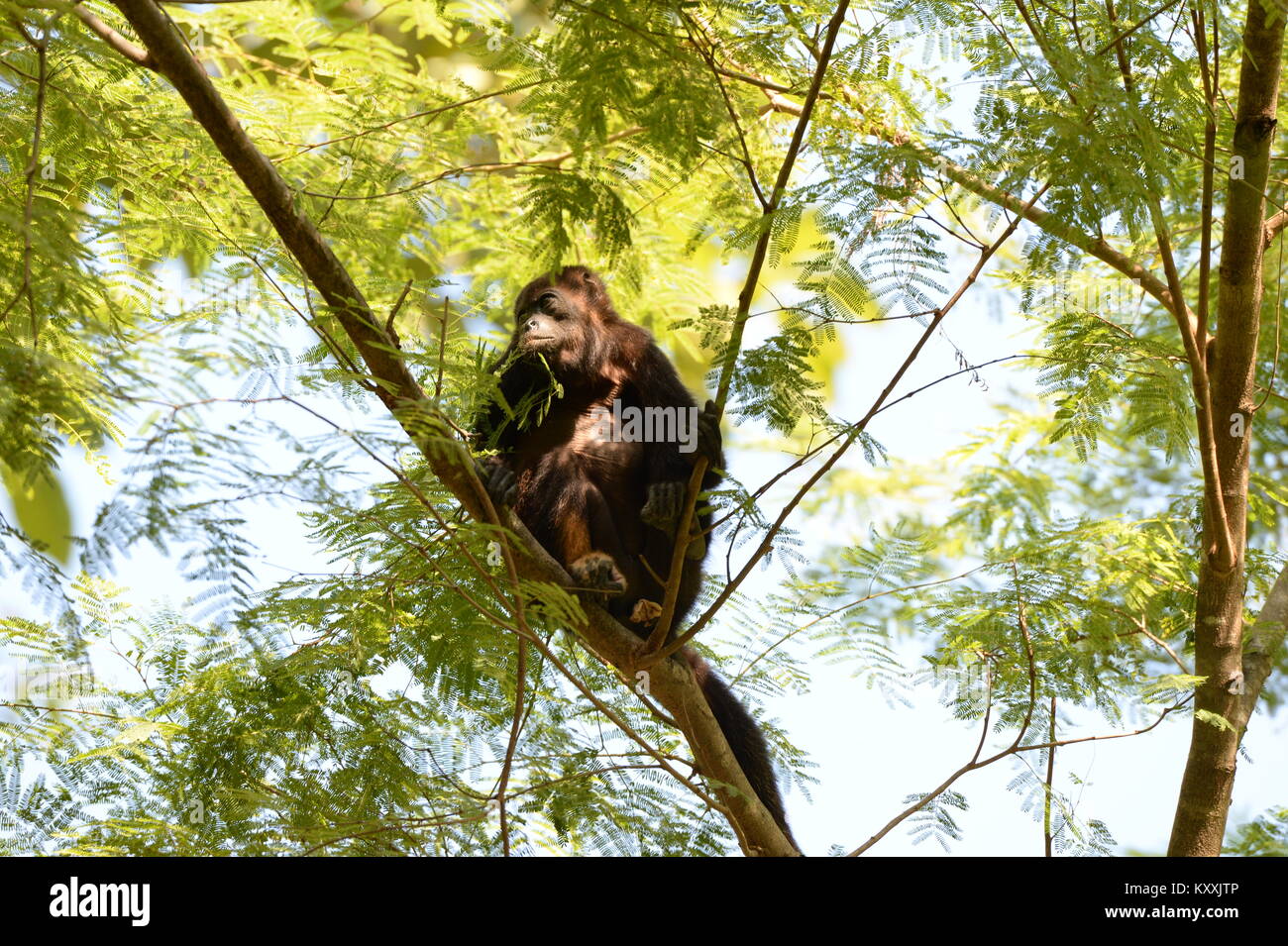 Scimmie urlatrici condurre una vita tranquilla evitando il contatto umano in Costa Rica. Il forte maschio possono essere ascoltati a day break in pochi luoghi nella penisola di Nicoya Foto Stock