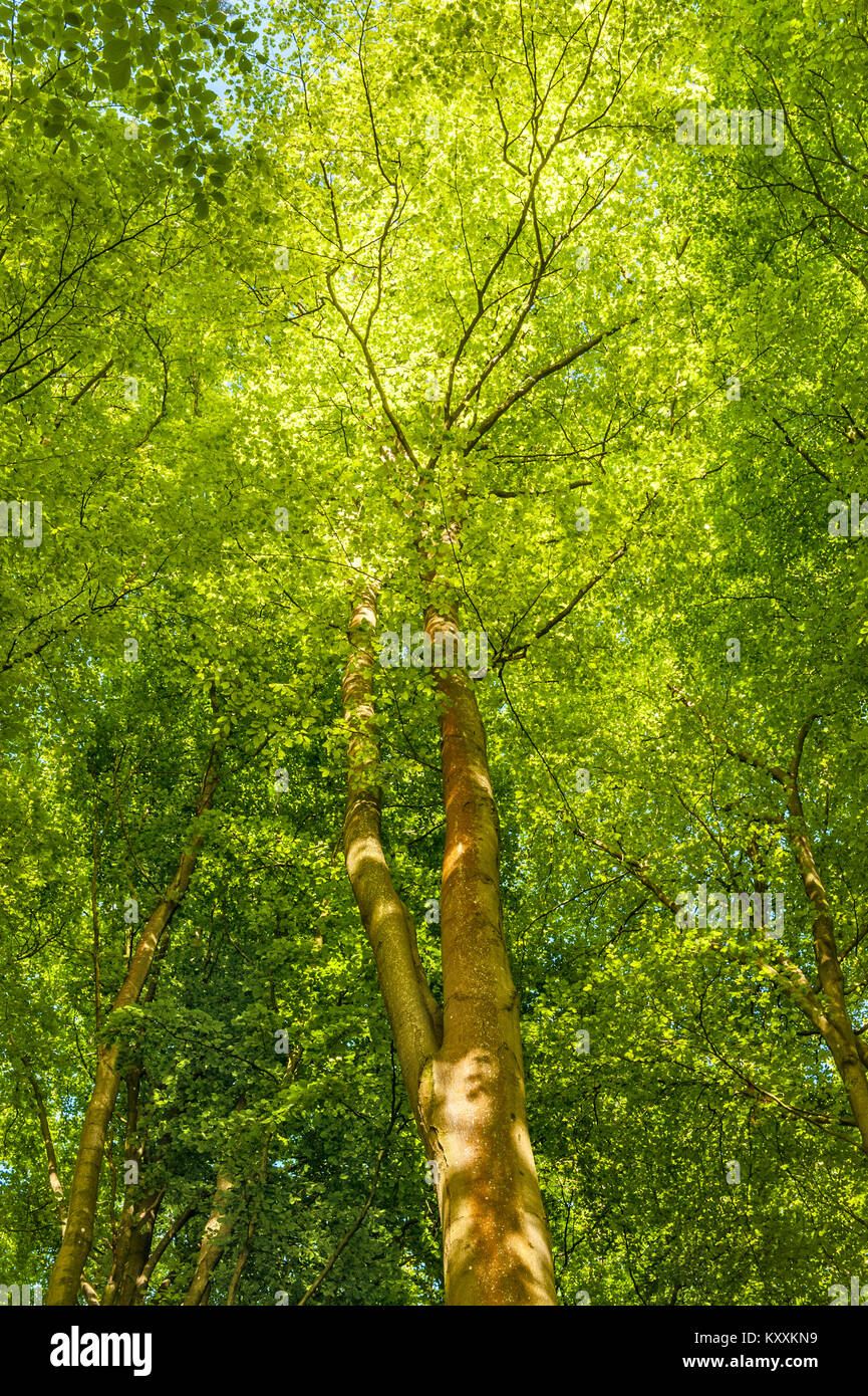 Lungo il sentiero Mortimer lunga distanza sentiero in Herefordshire, UK, all'inizio dell'estate. Faggio nuove foglie degli alberi lungo il percorso Foto Stock