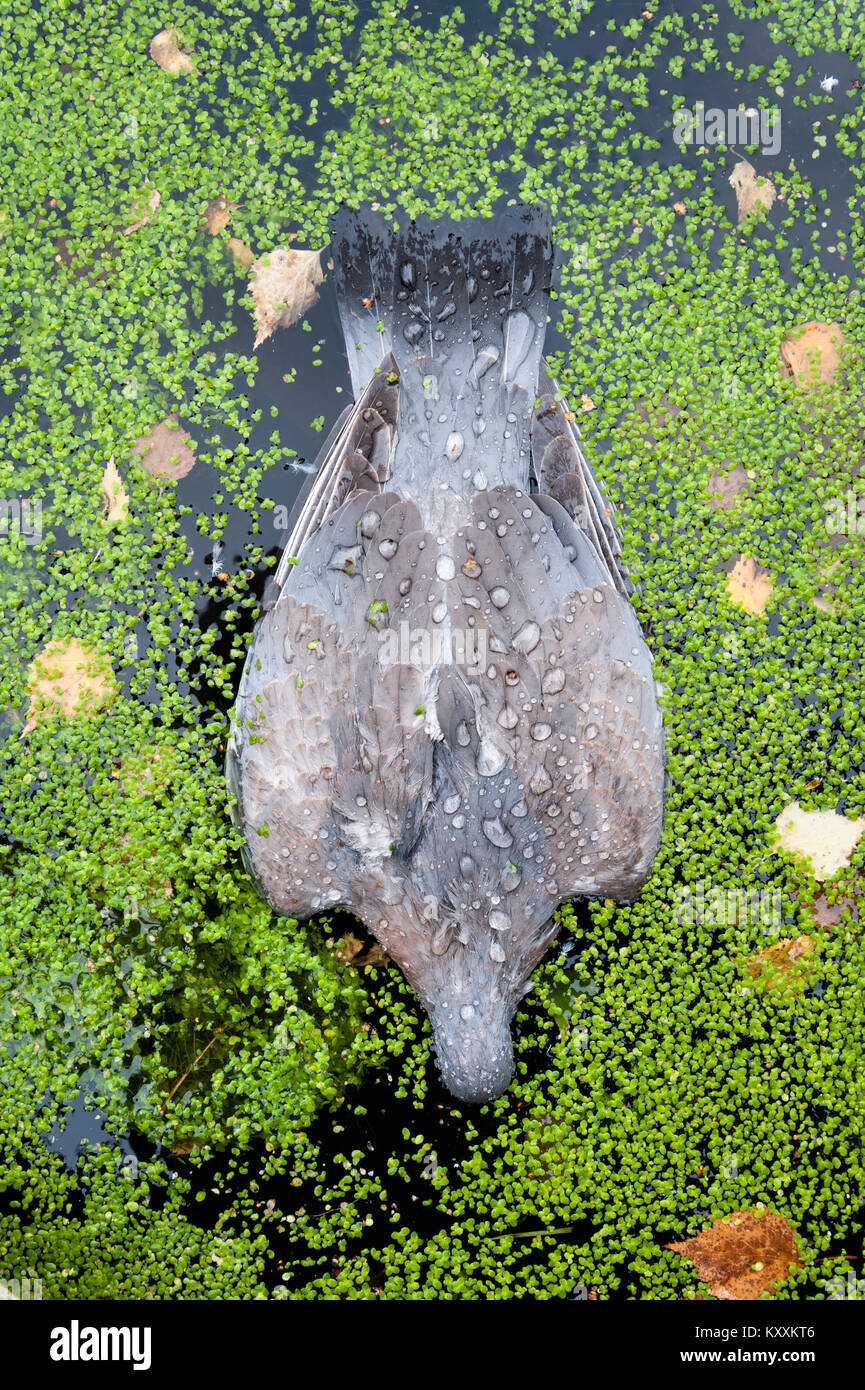 Un piccione morto galleggia a faccia in giù sulla superficie di uno stagno, tra le foglie di piante ondulate e cadute (Regno Unito) Foto Stock