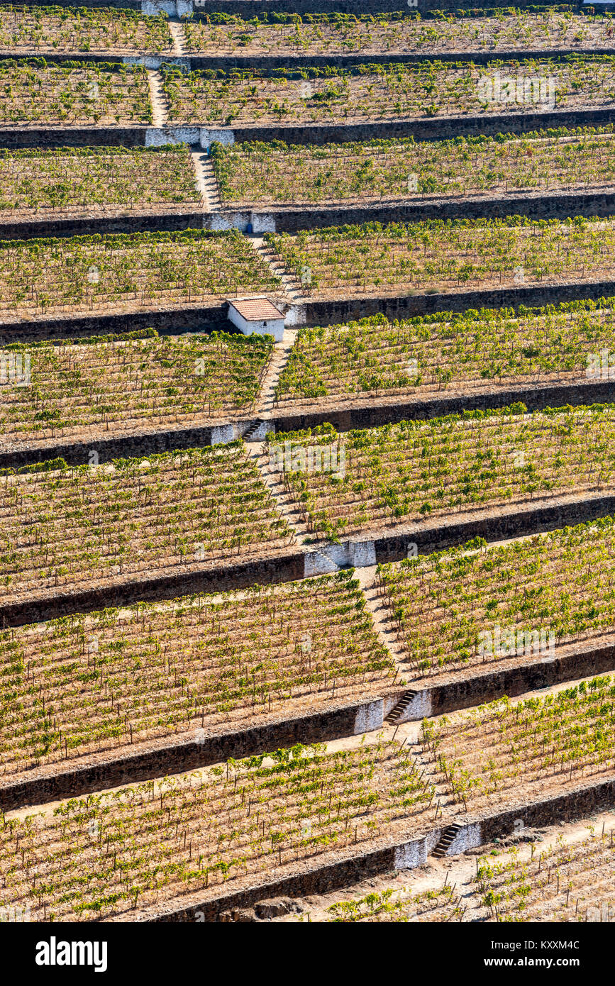 Vigneti che crescono su terrazze sopra il fiume Torto sotto Casais do Douro, nella regione dei vini di Alto Douro Portogallo settentrionale Foto Stock
