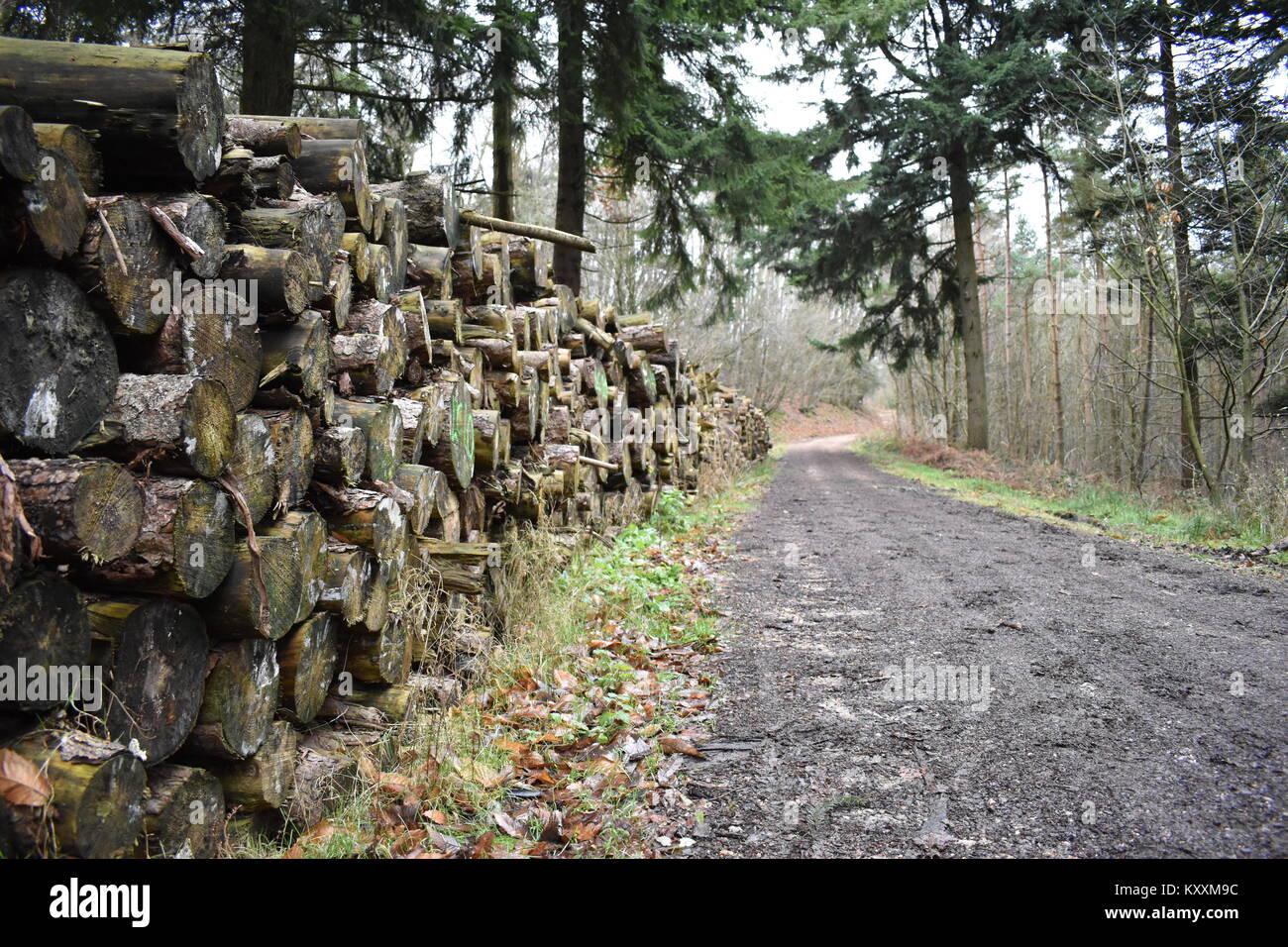 Pila di Log che si estende nella distanza adiacente ad una pista forestale, con lo sfondo di una miscela di sempreverdi e boschi di latifoglie. Foto Stock