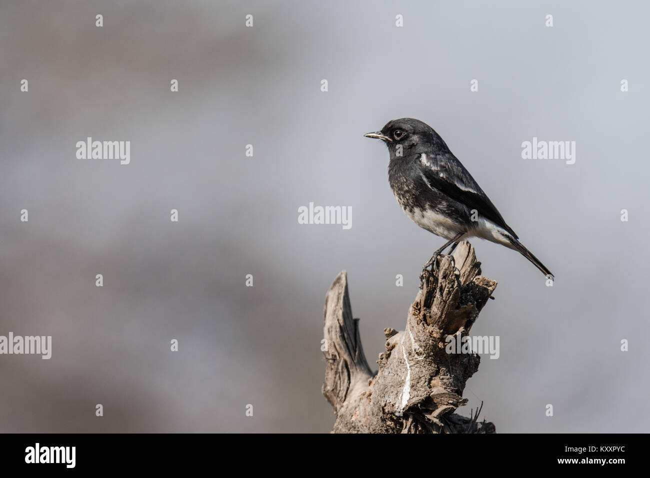 Pied bush chiacchierare un fly catcher seduto sulla parte superiore di legno Foto Stock