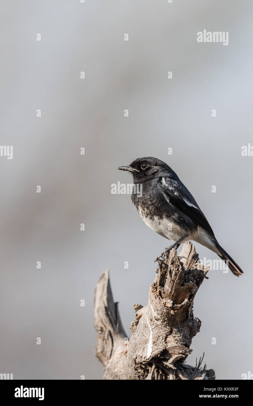 Pied bush chiacchierare un fly catcher seduto sulla parte superiore di legno Foto Stock