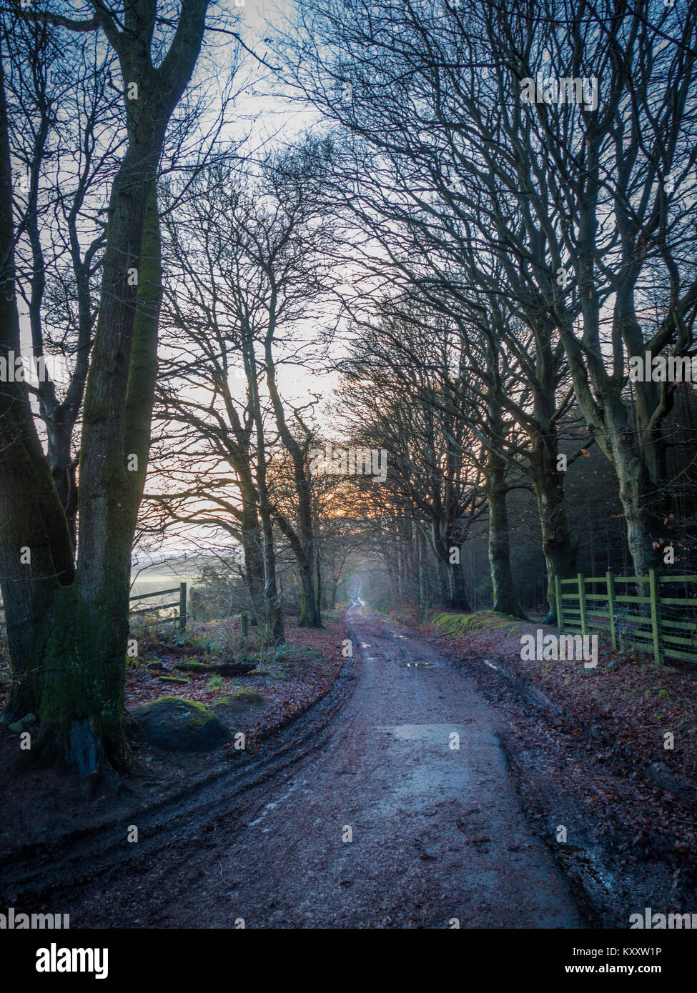 Il modo Annadale a Tormuir legno, Lockerbie, Dumfries and Galloway oggi. Ho fatto la corsa fino a Glasgow e indietro ma a sinistra in precedenza in modo avrei dayl Foto Stock