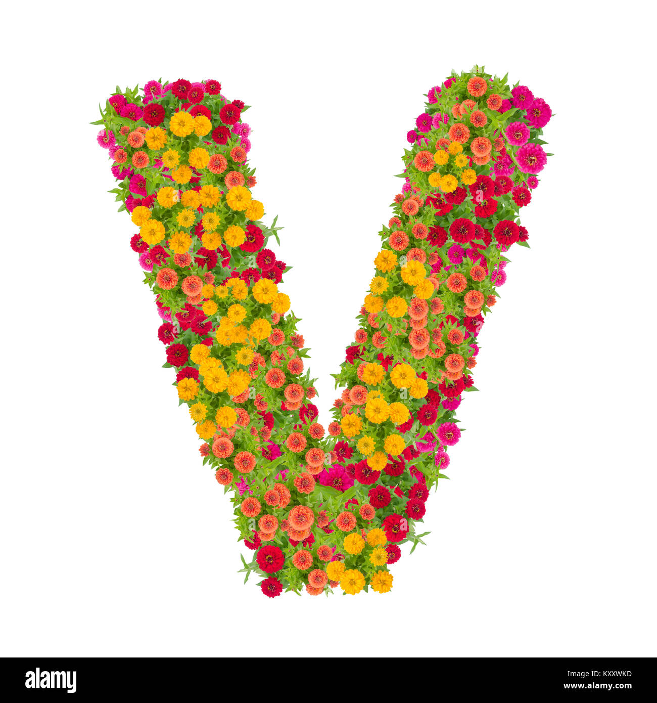 Lettera V alfabeto costituito da zinnia fiore abc tipo di concetto come logo.design tipografia con tracciato di ritaglio Foto Stock