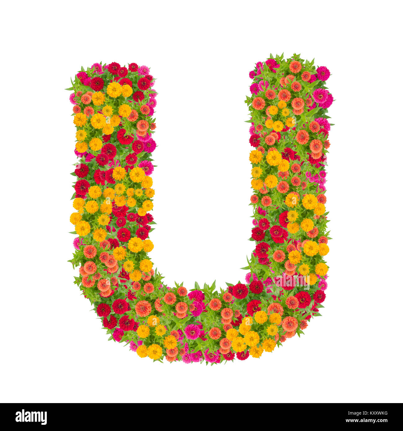 Lettera U alfabeto costituito da zinnia fiore abc tipo di concetto come logo.design tipografia con tracciato di ritaglio Foto Stock