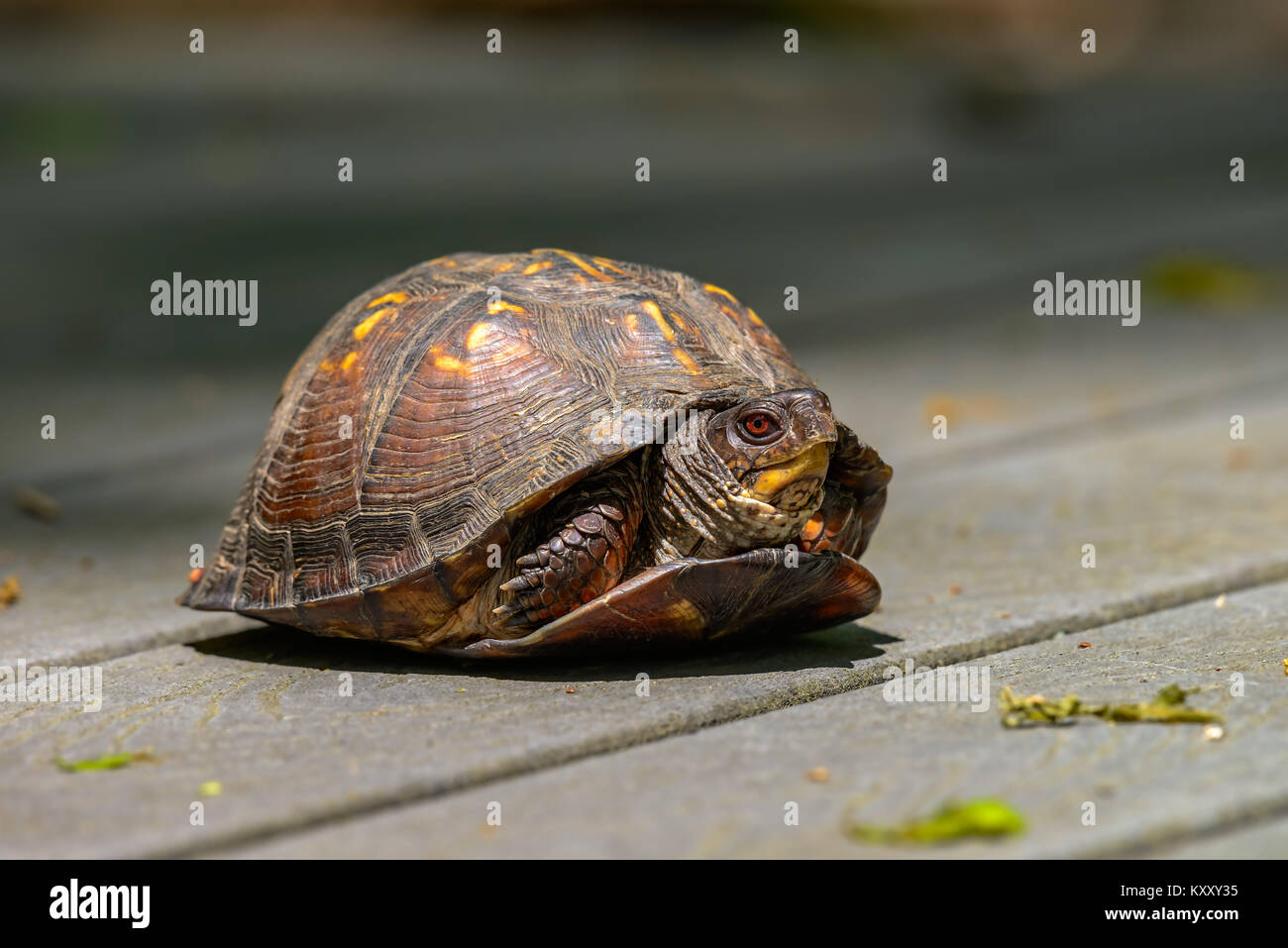 Tartaruga scatola orientale (Terrapene carolina) che cammina nel suo habitat naturale boschivo in una calda giornata di sole in Nord America Foto Stock