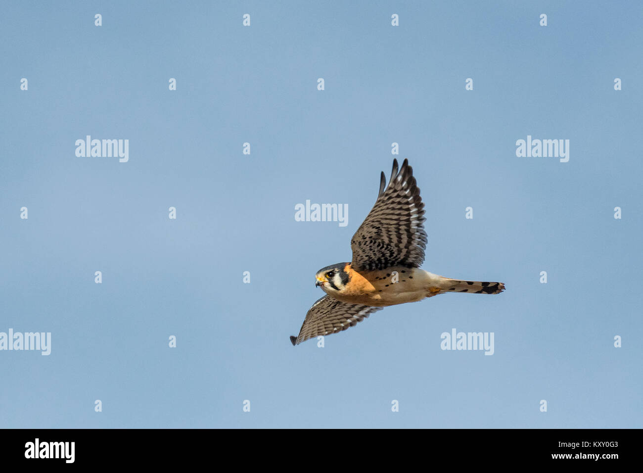 American gheppio in volo. Foto Stock