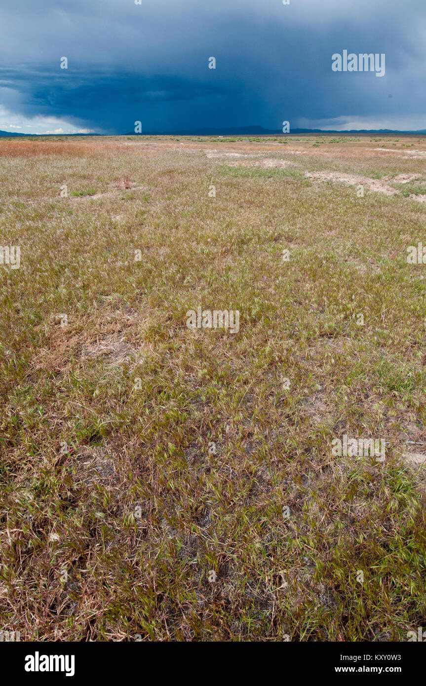 Monocultura Cheatgrass sostituzione ex grande steppa sagebrush habitat in Idaho sudoccidentale Foto Stock