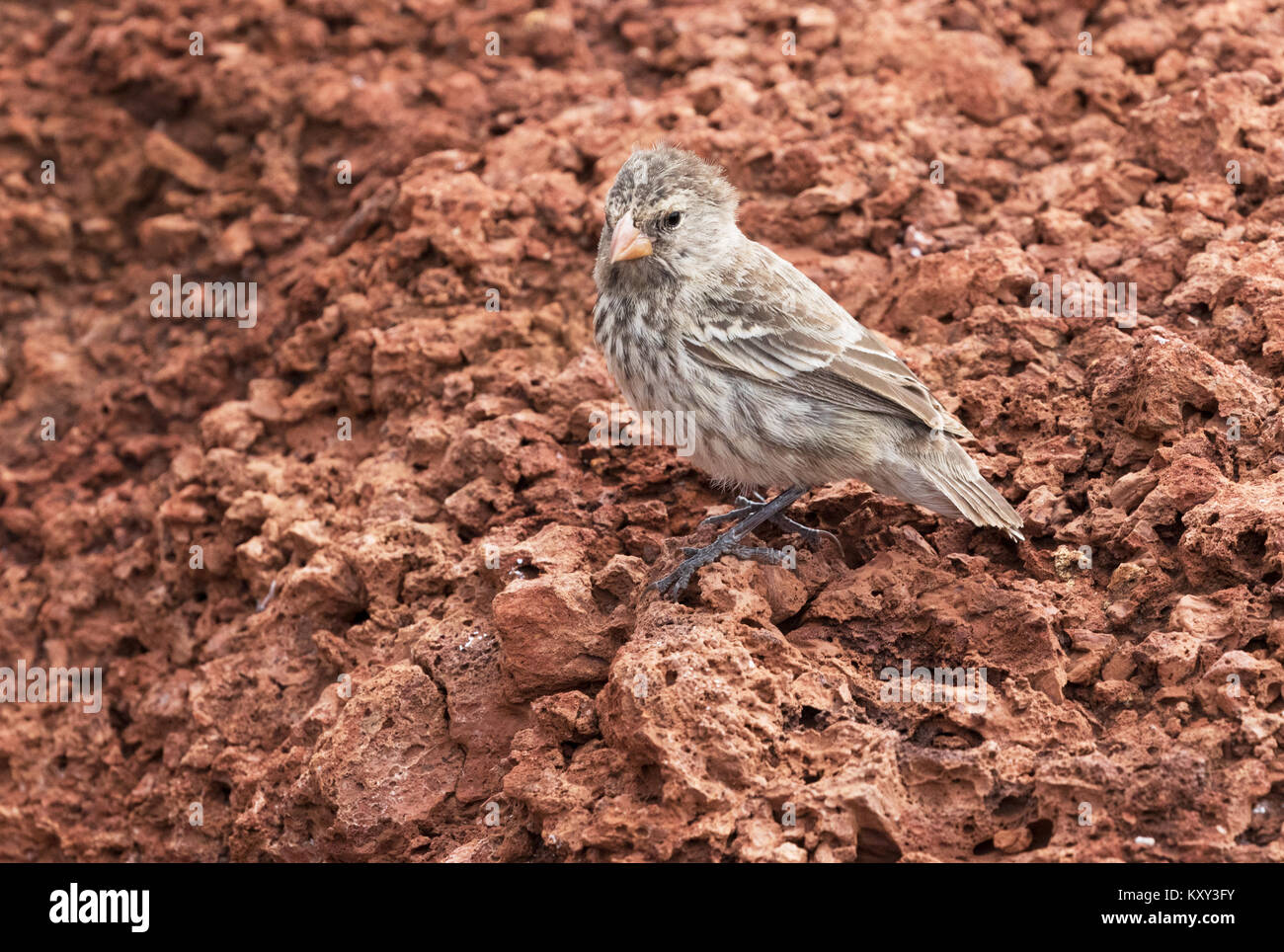 Le Galapagos Finch o Darwin Finch, Isola Rabida, Isole Galapagos Ecuador America del Sud Foto Stock