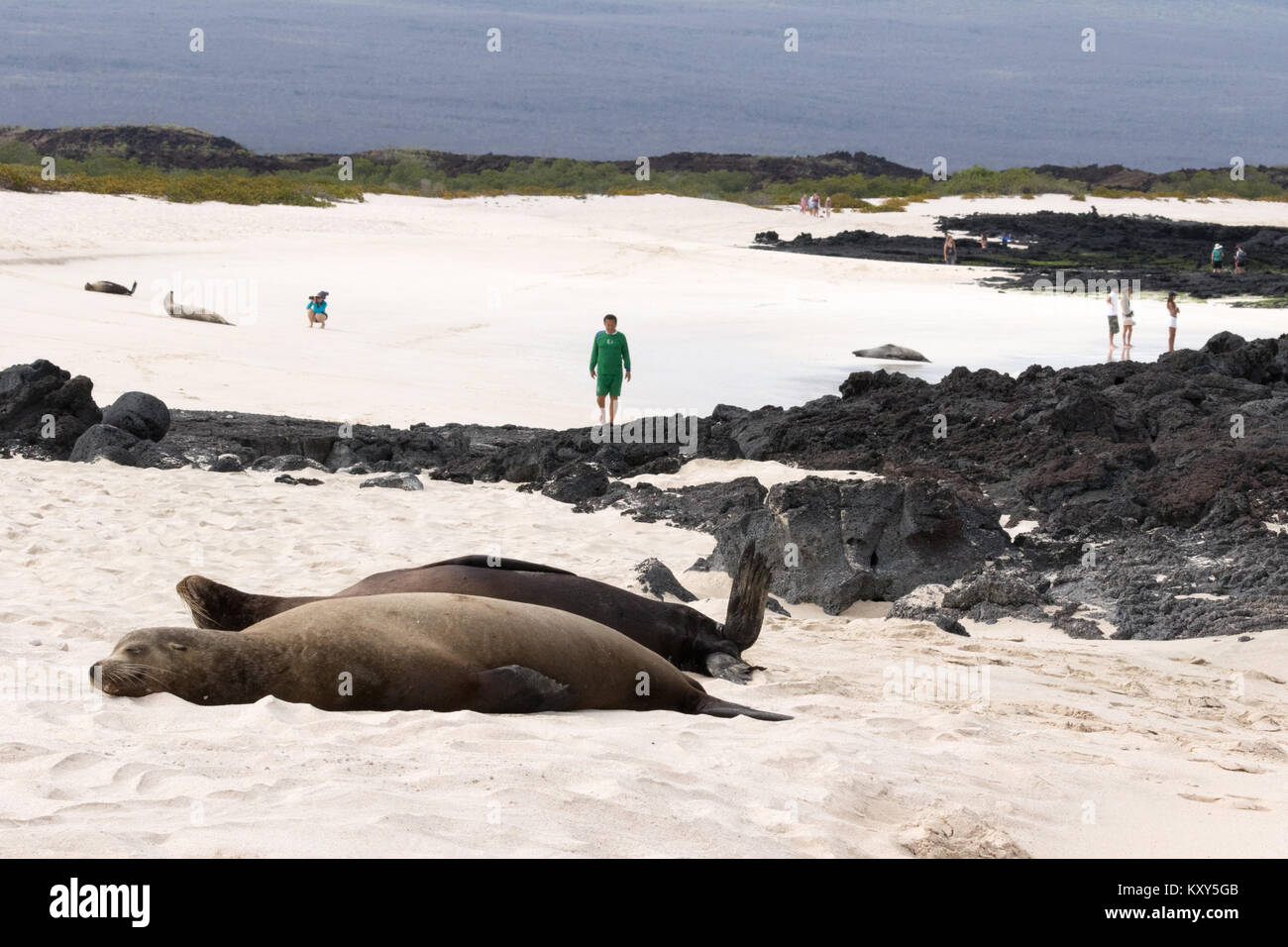 I turisti e i leoni di mare sul colle della strega Beach, San Cristobal Island, Galapagos Parco Nazionale delle Isole Galapagos Ecuador America del Sud Foto Stock