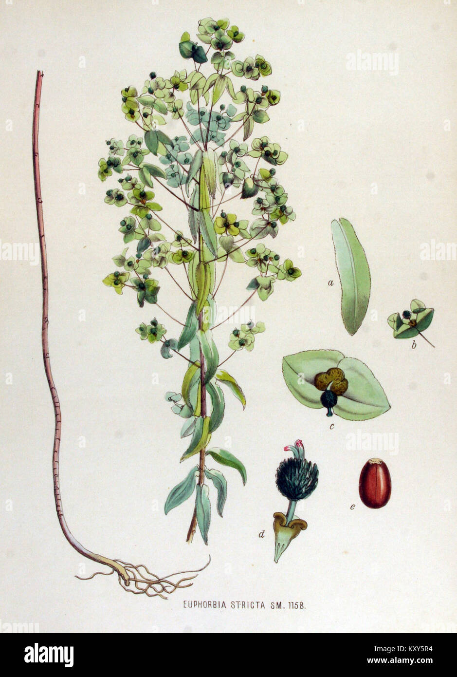 La Flora Batava volume 15 illustrazione di Euphorbia stricta raffigura la punta verticale con le sue foglie lineari, i piccoli fiori raggruppati e la linfa lattiera, contribuendo ai primi registri tassonomici della flora olandese. Foto Stock