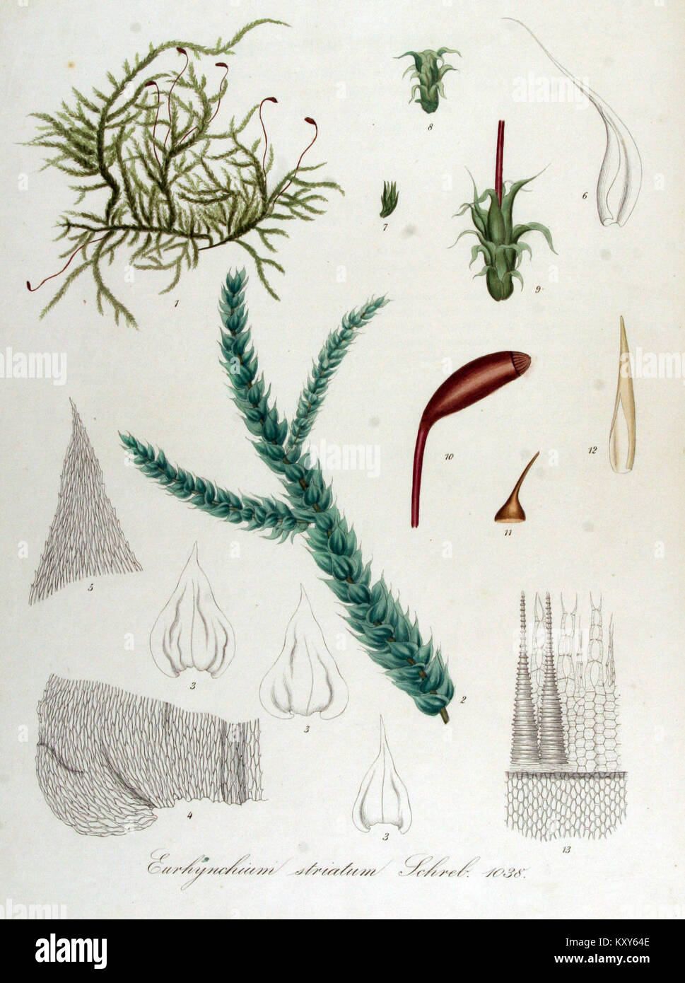 Eurhynchium striatum - Flora Batava - Volume v13 Foto Stock