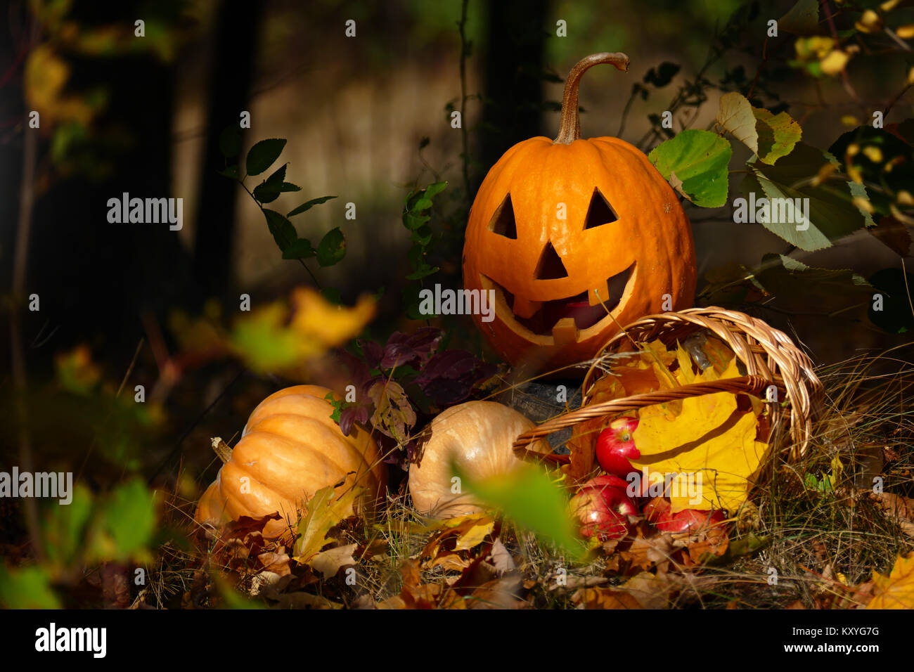 Zucca di Halloween nel bosco su uno sfondo scuro. Foto Stock