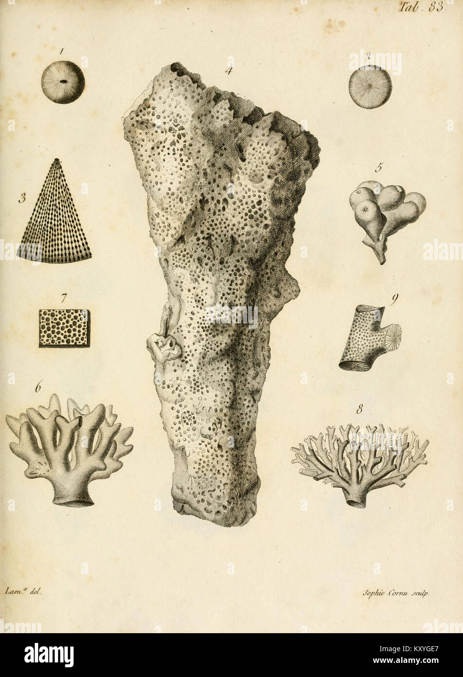 Illustrazione tratta dal lavoro scientifico di Jean-Baptiste Lamarck 'Exposition méthodique des Genres de l'ordre des polypiers' (piastra 83), che mostra la morfologia dettagliata dei coralli e dei polimeri utilizzata nella prima tassonomia marina. Foto Stock