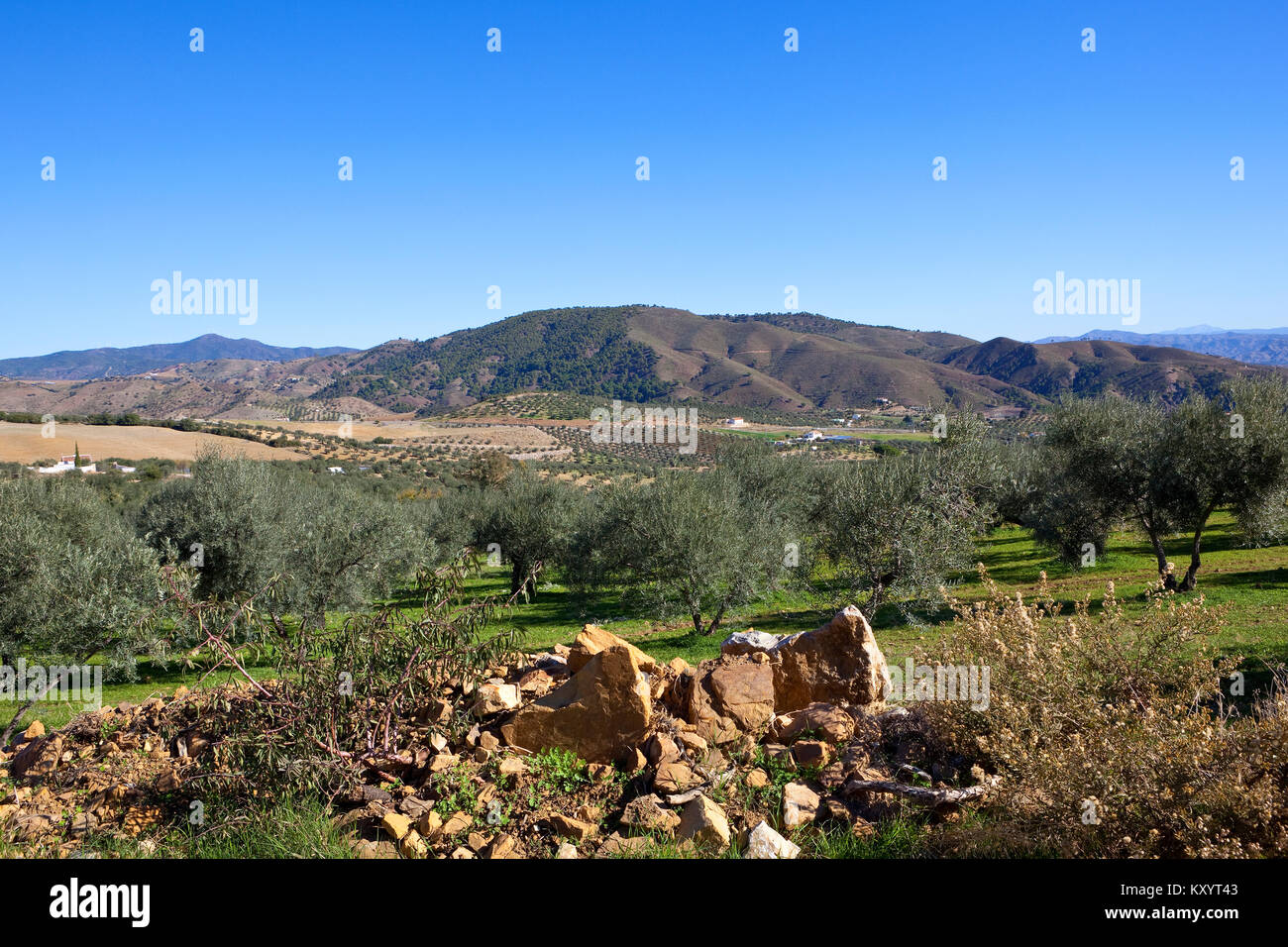 Un arido andaluso scena agricola con montagne ricche di boschi e uliveti su terreno sabbioso sotto un cielo blu chiaro in Spagna Foto Stock