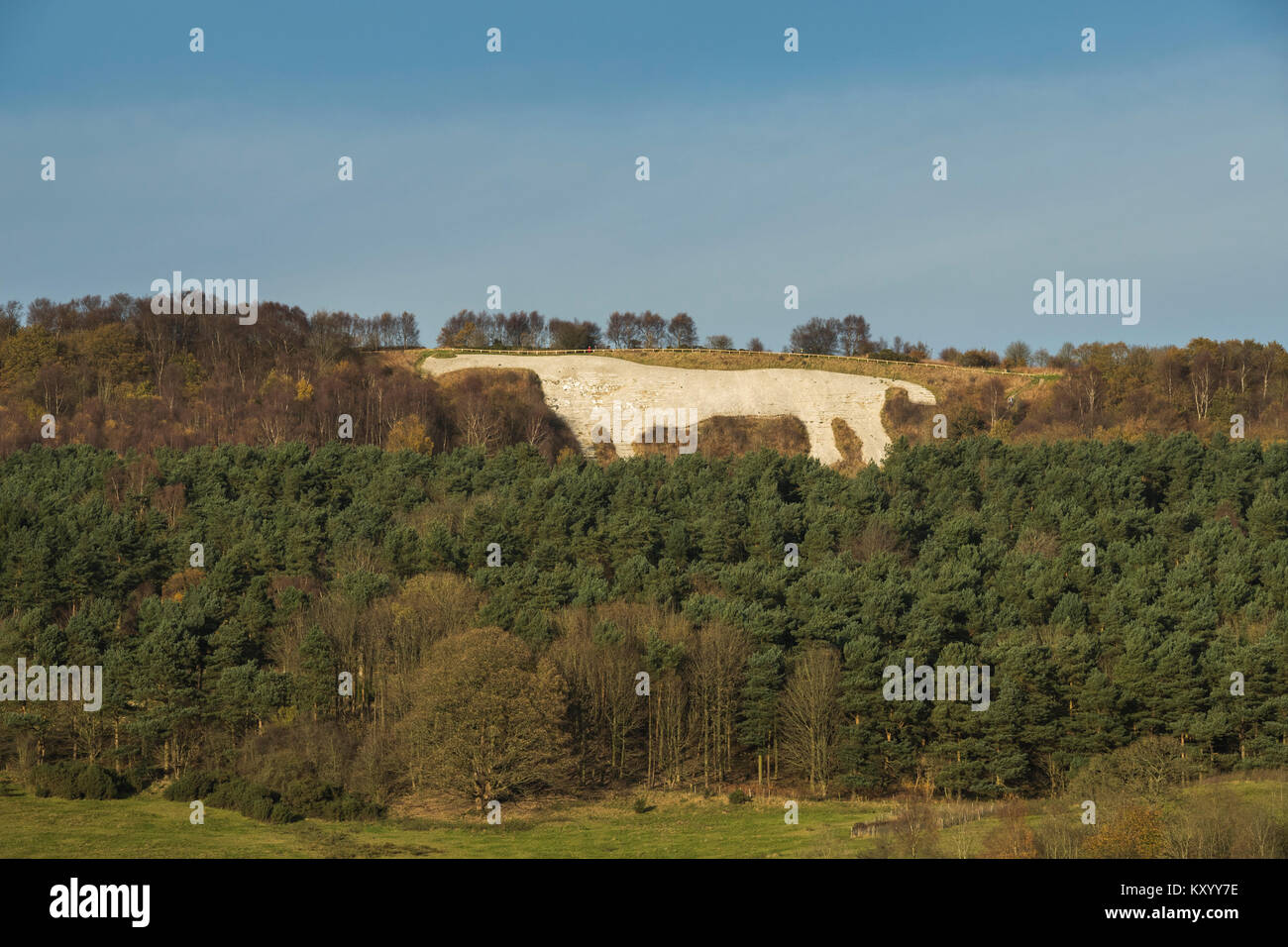 Distintivo e altamente visibile, gigantesco Kilburn White Horse, intagliata sulla ripida scarpata pendio sopra i fitti boschi - North Yorkshire, Inghilterra, Regno Unito. Foto Stock