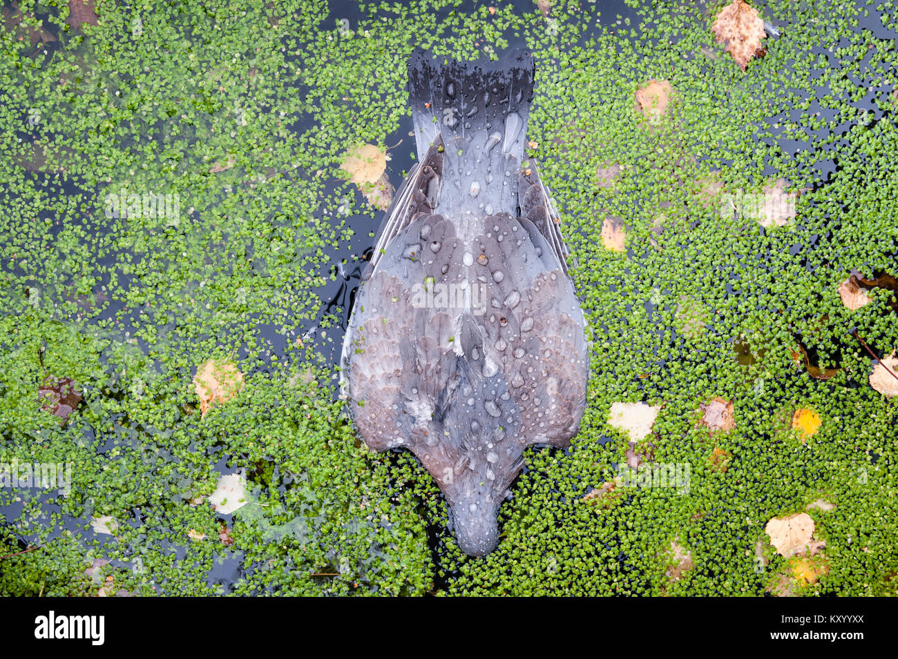 Regno Unito. Un morto woodpigeon galleggianti a faccia in giù sulla superficie di uno stagno, tra lenticchia d'acqua e caduta foglie Foto Stock