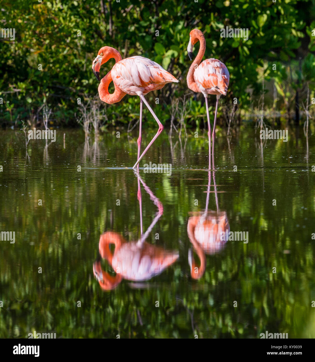 Fenicotteri americana o dei Caraibi ( fenicotteri Phoenicopterus ruber ruber) Foto Stock