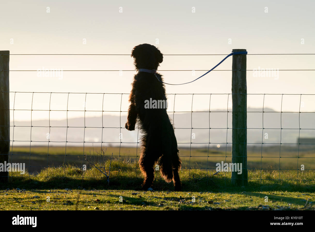 Un cane in piedi sulle zampe posteriori guardando sopra un recinto in Rye riserva naturale. Foto Stock