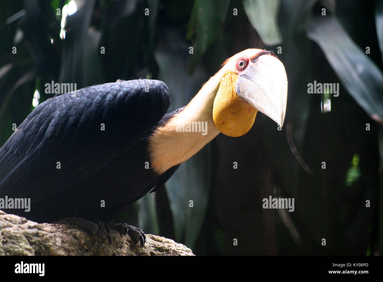 Il Hornbills. Il hornbills (Bucerotidae) sono una famiglia di uccelli trovati in aree tropicali e subtropicali di Africa, Asia e Melanesia. Foto Stock