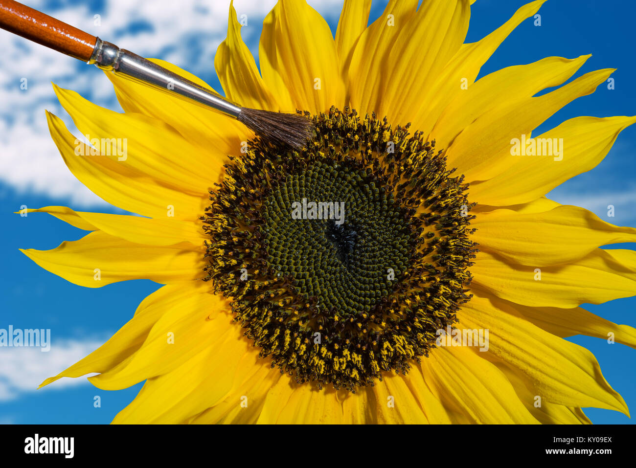 La composizione di una mano di impollinazione un girasole con una spazzola Foto Stock