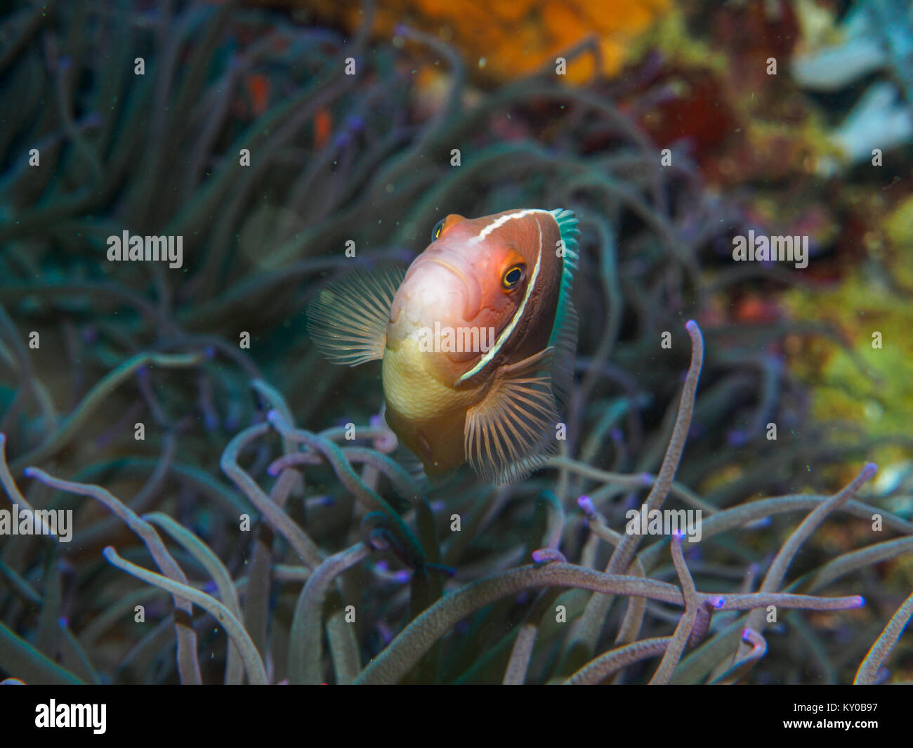 Nuoto pesce di anemone a subacquea, Filippine Foto Stock