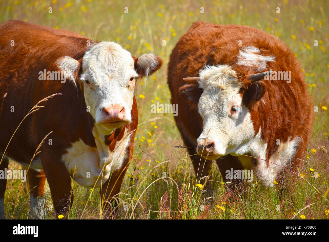 Due mucche in un campo di tarassaco. La mucca con le corna è un toro mentre l'altra mucca è in stato di gravidanza. Foto Stock