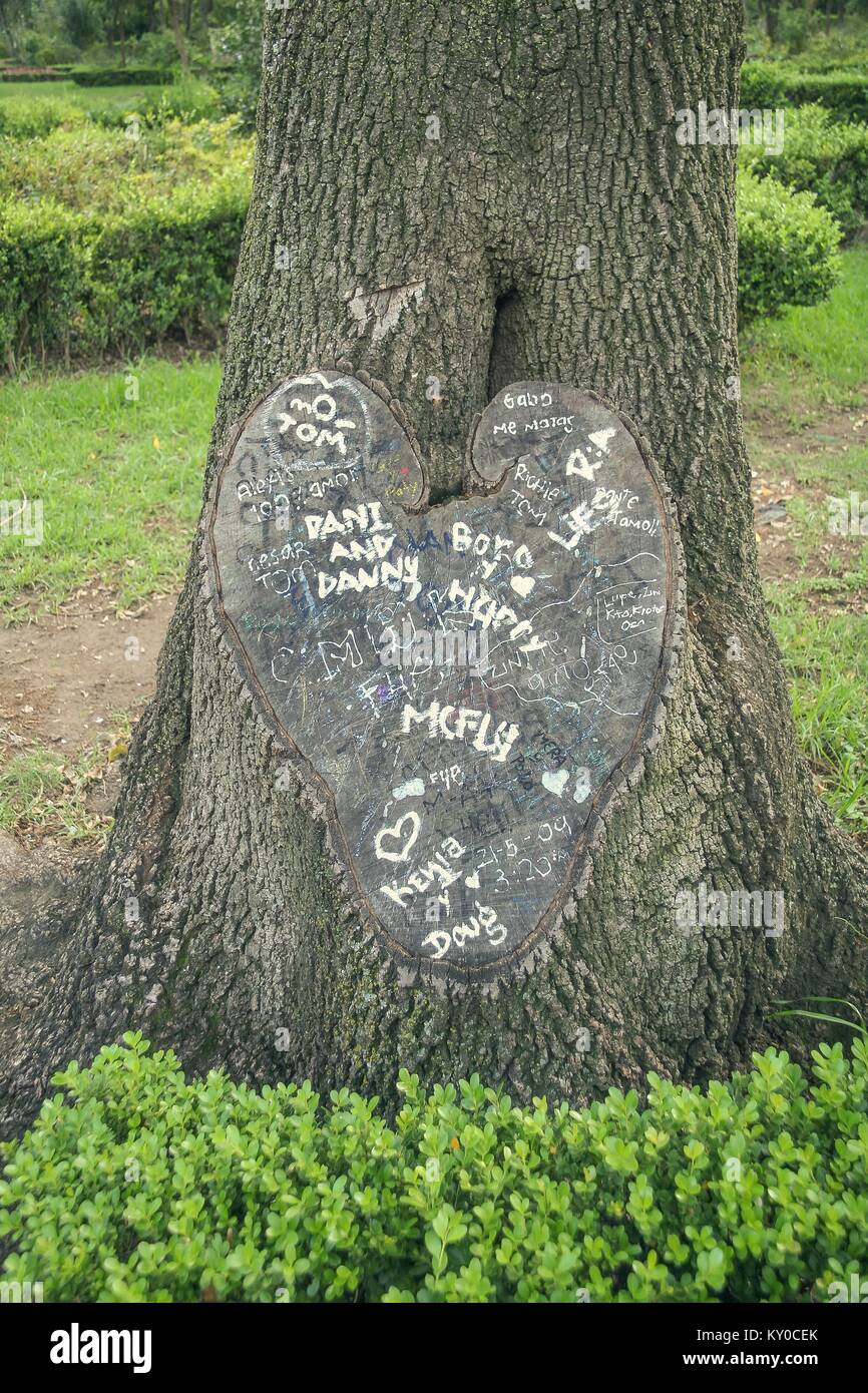 Albero tagliato a forma di cuore con frasi d'amore. Foto Stock