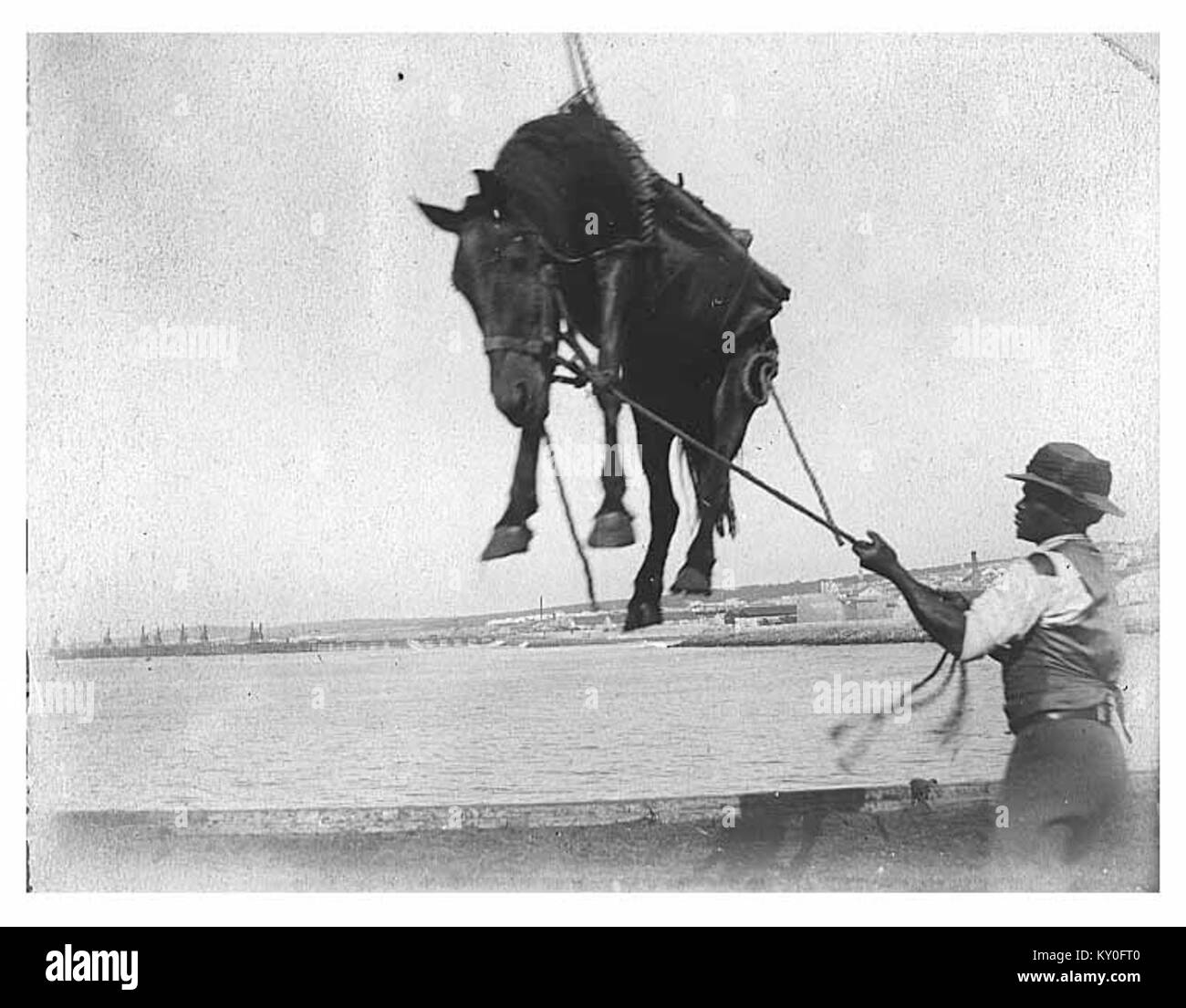 Una fotografia del 1900 circa raffigurante operai afroamericani che sollevano un cavallo utilizzando attrezzature per truccare, probabilmente dal ponte di una nave in Alaska. L'immagine documenta le attività marittime e di lavoro dei primi anni del XX secolo. Foto Stock