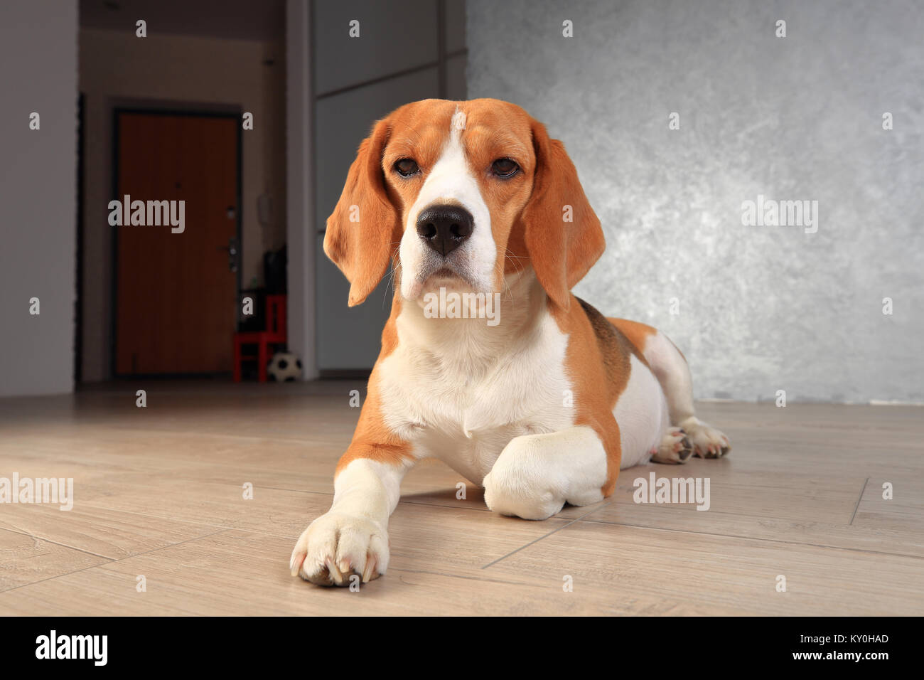 Cane Beagle close-up. Resto del cane a casa su pavimento di legno. Cane Beagle giacente in interni moderni. Foto Stock