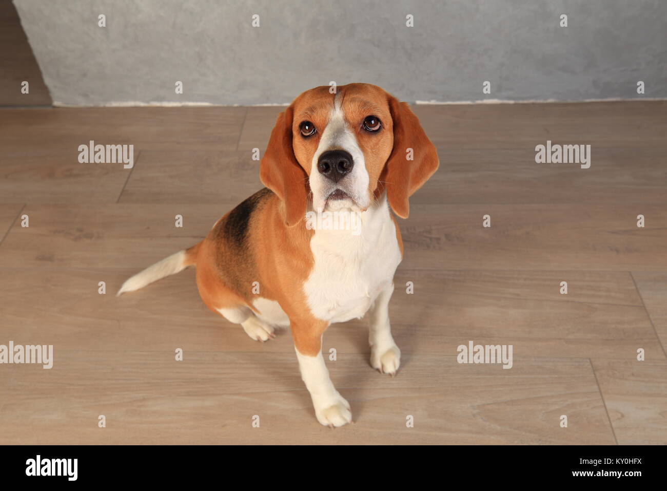Cane Beagle guardando verso l'alto. Il cane si siede sul pavimento in legno con occhi tristi. Foto Stock