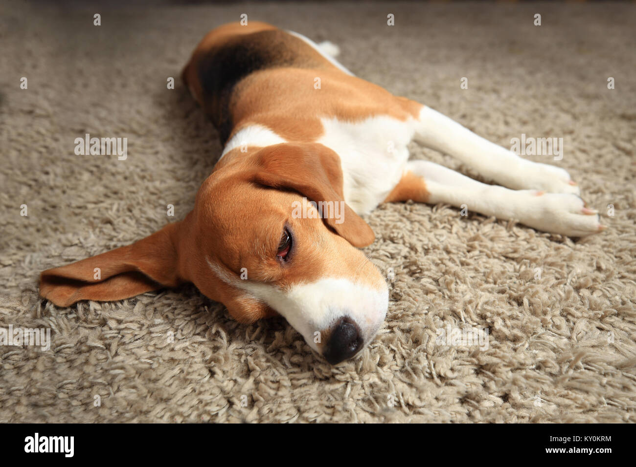Stanco dorme cane beagle sul tappeto. Lazy Dog a casa. Foto Stock
