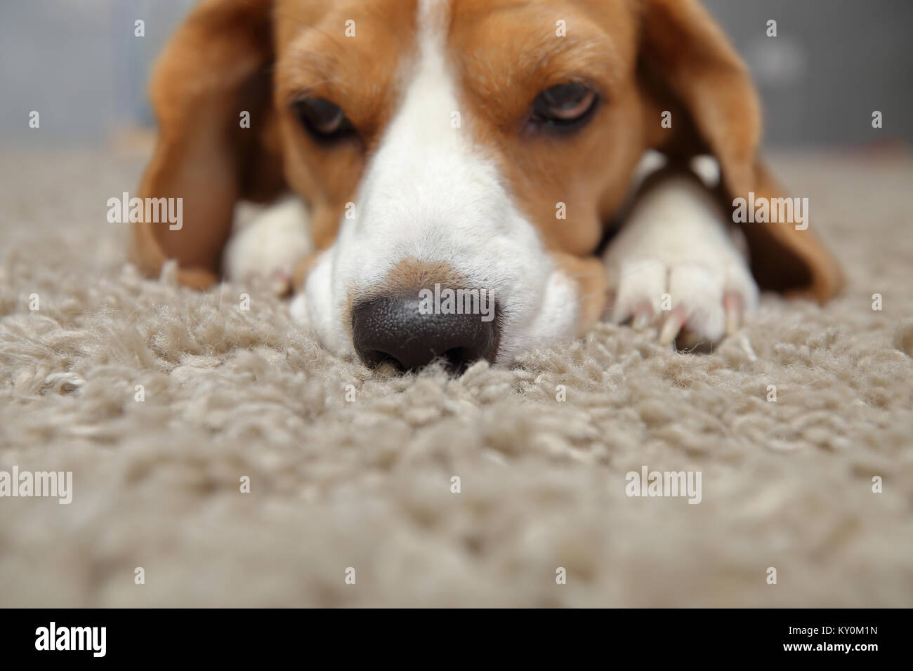 Cane faccia triste di close-up. Cane Beagle odori di moquette. Foto Stock