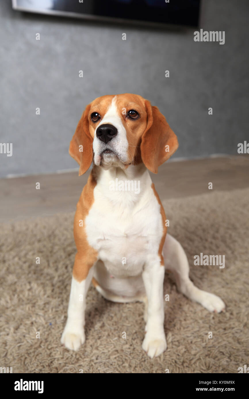 Cane Beagle ritratto all'interno. Dog sitter sul tappeto e guardando verso l'alto. Foto Stock