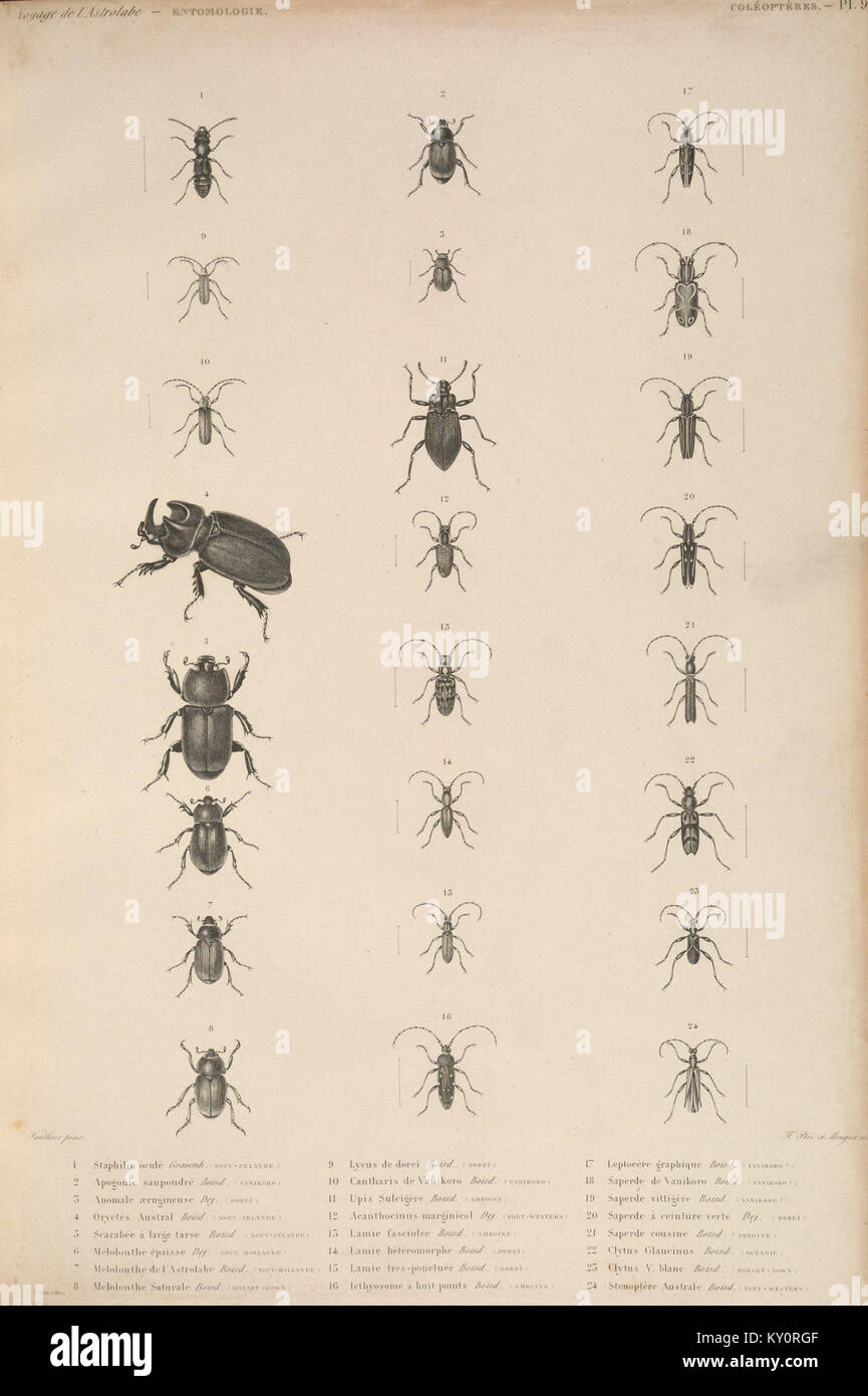 Questa targhetta illustra le specie di lepidotteri della regione dell'Oceano Pacifico, mostrando la diversità degli insetti e dettagli morfologici. Foto Stock