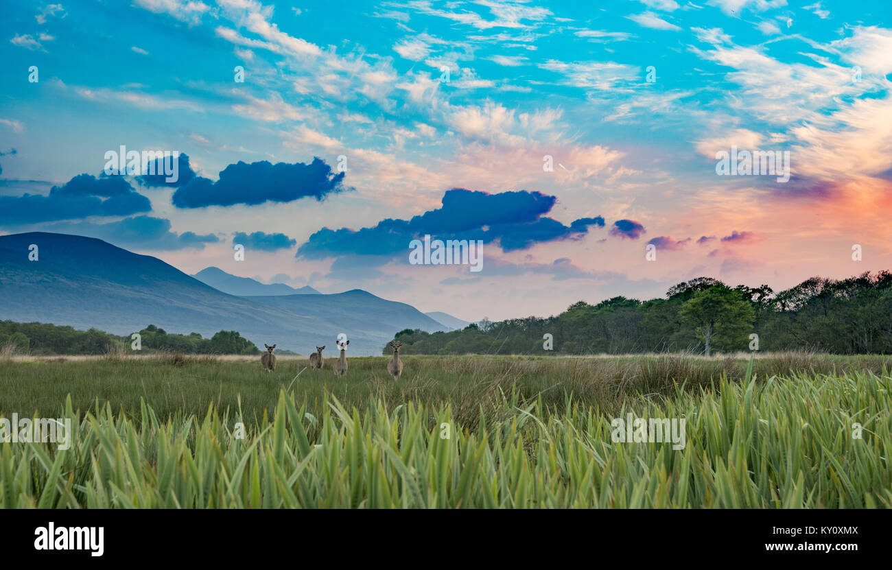 Paesaggio con campo in erba arancione tramonto, le montagne e le nuvole. Parco Nazionale di Killarney, Irlanda Foto Stock