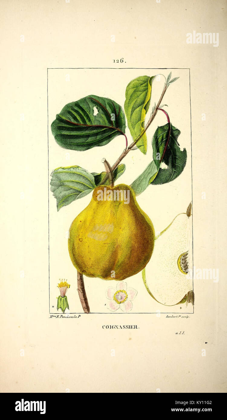 Questa illustrazione di "Flore médicale" mostra varie piante medicinali e il loro ruolo significativo nelle pratiche di guarigione tradizionali, sottolineandone l'importanza medicinale in tutte le culture. Foto Stock