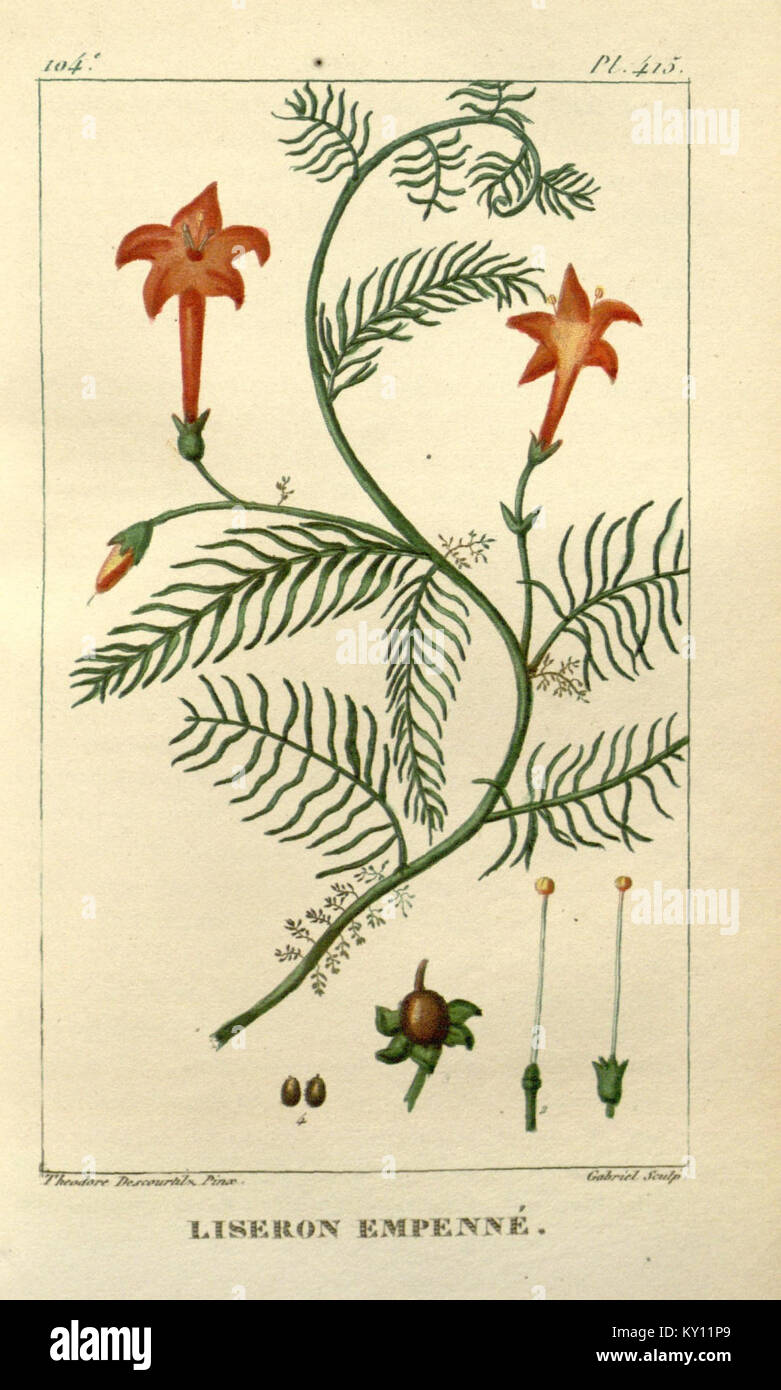 "Flore médicale des Antilles, ou, Traité des plantes usuelles" è un'opera botanica completa che illustra dettagliatamente le piante medicinali delle Antille, fornendo informazioni sui loro usi e benefici. Foto Stock