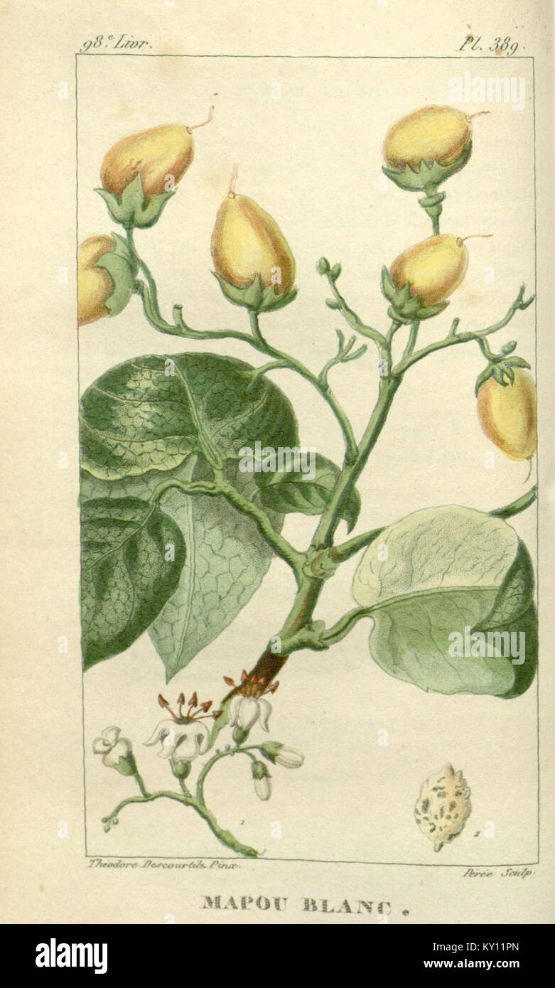 Questo lavoro botanico offre un resoconto dettagliato delle piante medicinali trovate nei Caraibi, in particolare nelle Antille, fornendo informazioni sui loro usi e benefici nella medicina tradizionale. Foto Stock