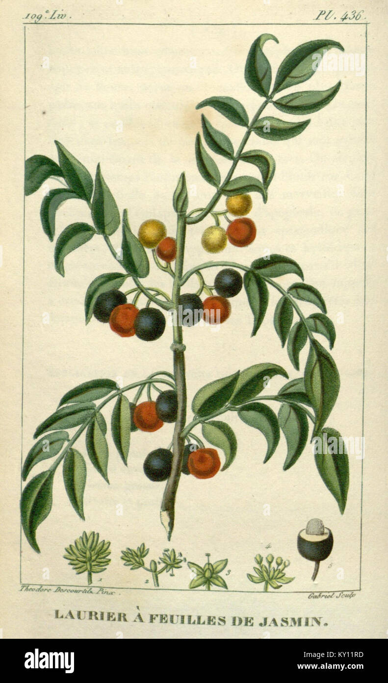 Questo lavoro botanico offre una documentazione completa delle piante medicinali autoctone delle Antille, con i dettagli delle loro caratteristiche botaniche e dei vari usi della medicina tradizionale. Foto Stock