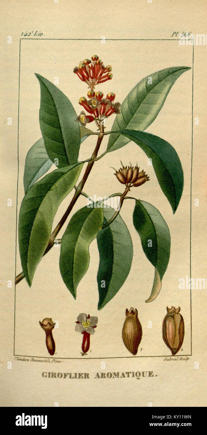 "Flore médicale des Antilles" è un'opera botanica incentrata sulle piante comuni dei Caraibi utilizzate per scopi medicinali, illustrata con dettagliate rappresentazioni. Foto Stock