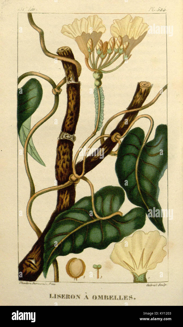 "Flore médicale des Antilles, ou, Traité des plantes usuelles" è un'opera botanica completa che illustra dettagliatamente le piante medicinali delle Antille, fornendo informazioni sui loro usi e benefici. Foto Stock