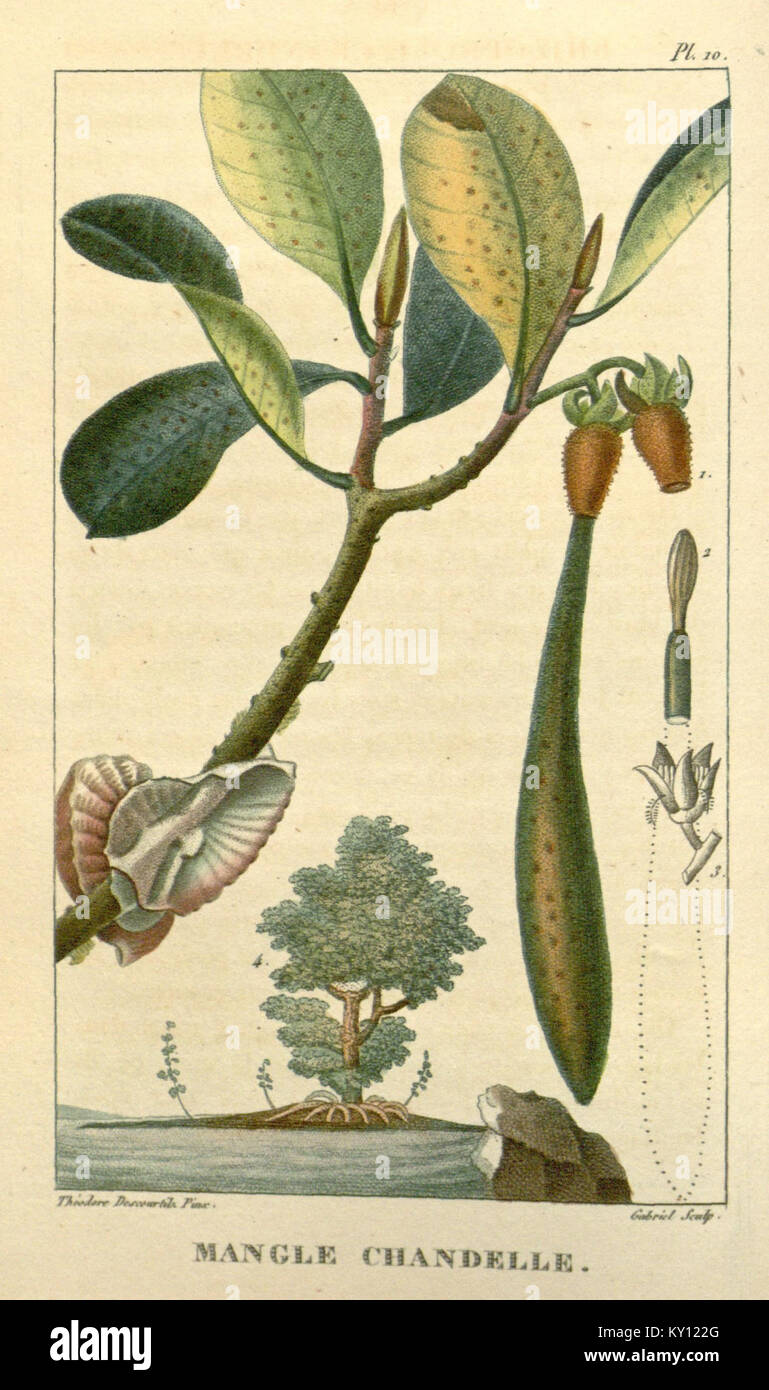 "Flore médicale des Antilles, ou, Traité des plantes usuelles" è un'opera botanica completa che illustra dettagliatamente le piante medicinali delle Antille, fornendo informazioni sui loro usi e benefici. Foto Stock