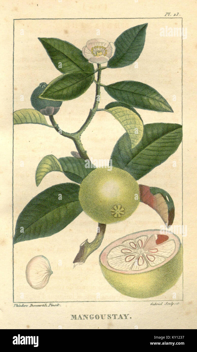 Flore Médicale des Antilles è un testo botanico che documenta le piante medicinali originarie dei Caraibi. Descrive le specie utilizzate nella medicina tradizionale, delineandone le proprietà terapeutiche, i metodi di preparazione e il significato regionale nelle pratiche di guarigione naturale. Foto Stock