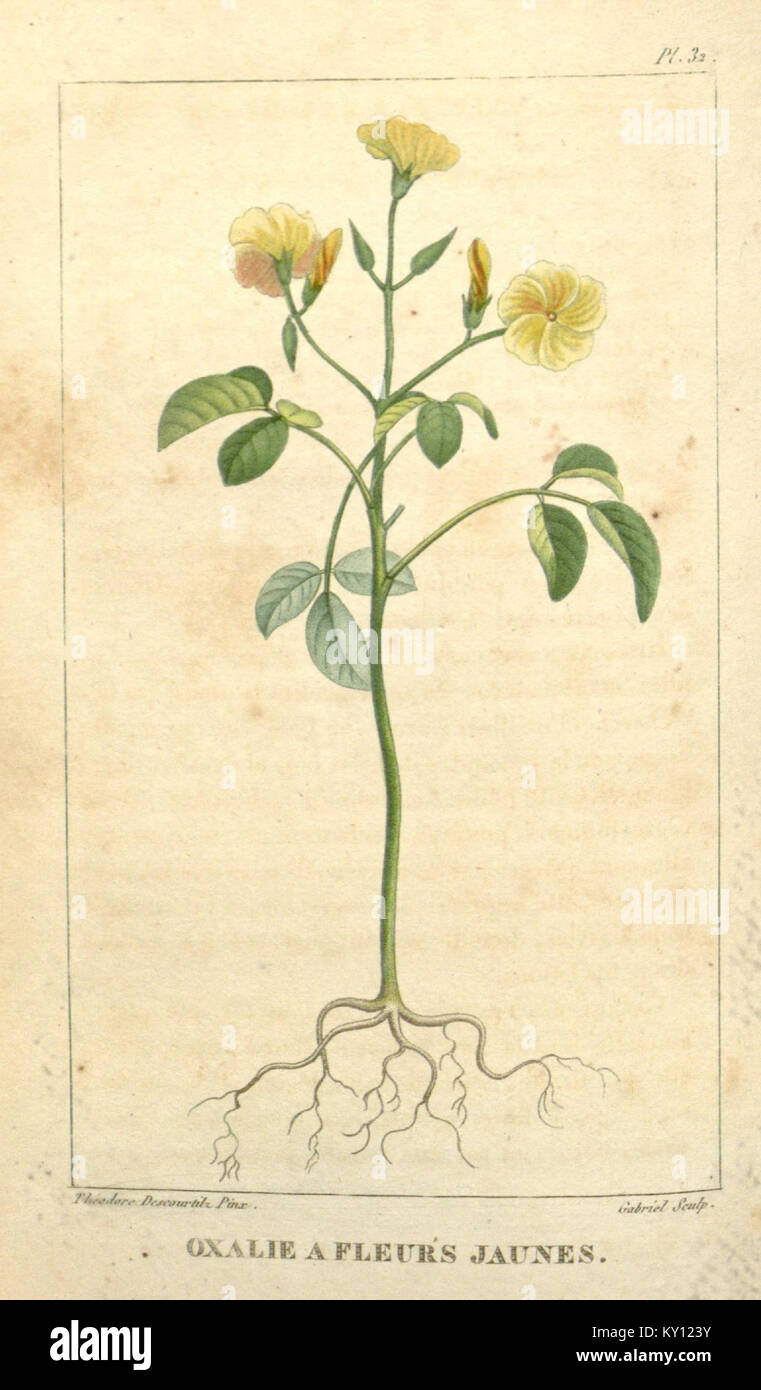 "Flore médicale des Antilles, ou, Traité des plantes usuelles" è un'opera botanica completa che illustra dettagliatamente le piante medicinali delle Antille, fornendo informazioni sui loro usi e benefici. Foto Stock