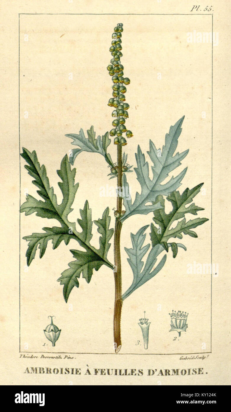 "Flore médicale des Antilles" è un trattato sulle piante medicinali delle Antille, che ne sottolinea l'uso e l'importanza nelle pratiche sanitarie locali e nella medicina naturale. Foto Stock