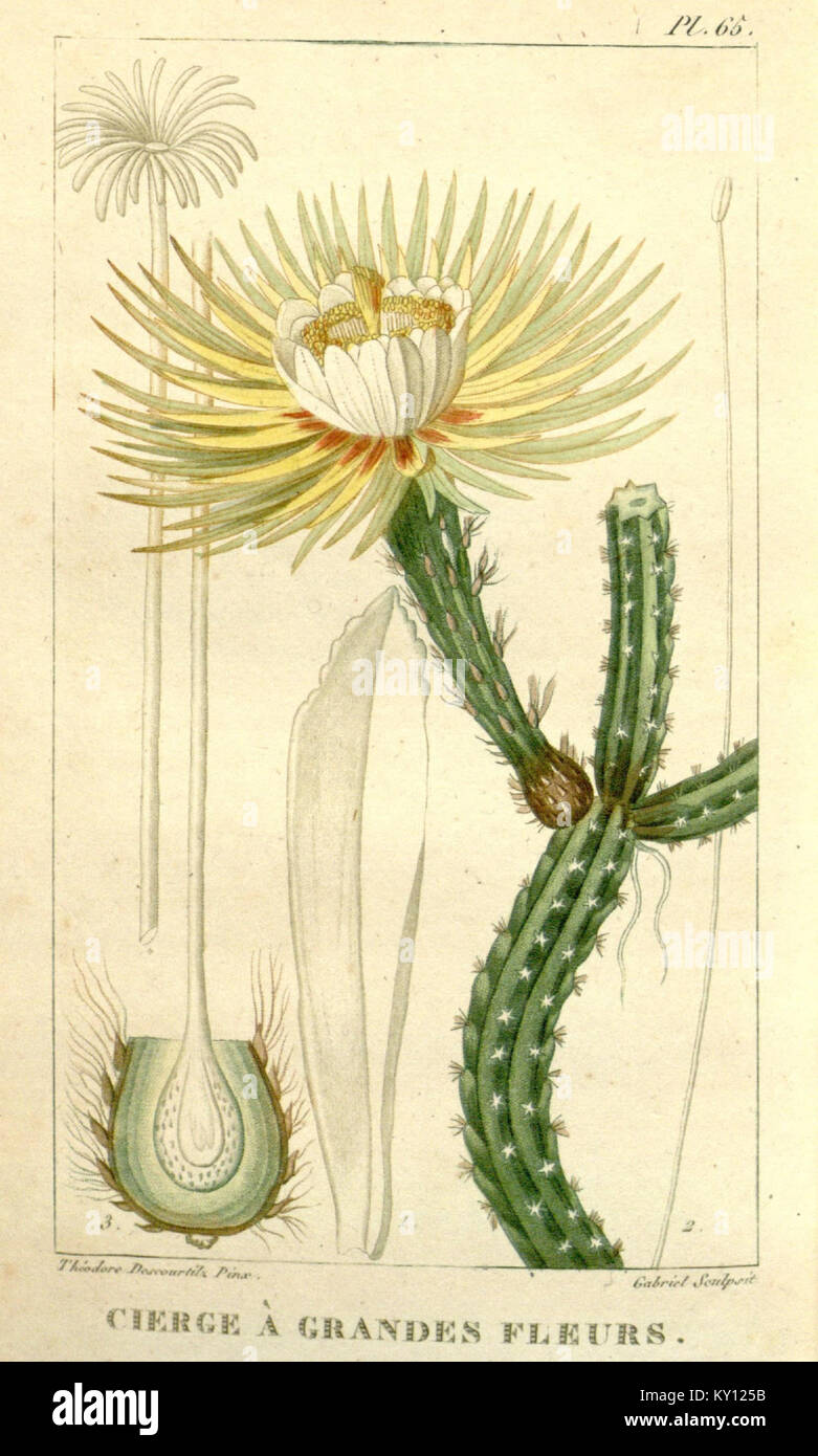 "Flore médicale des Antilles, ou, Traité des plantes usuelles" è un'opera botanica completa che illustra dettagliatamente le piante medicinali delle Antille, fornendo informazioni sui loro usi e benefici. Foto Stock