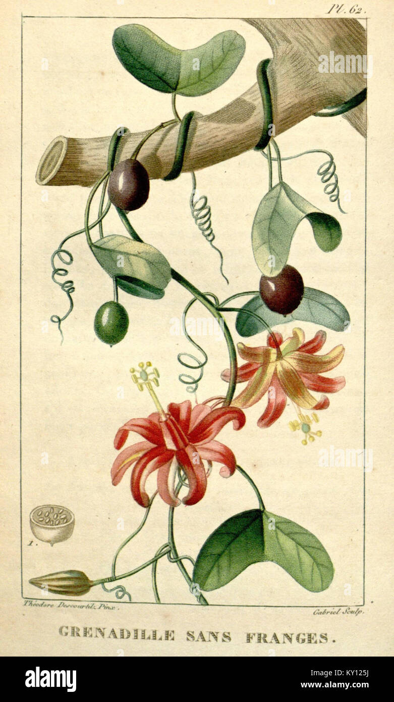 "Flore Médicale des Antilles" è un dettagliato trattato botanico sulle piante medicinali dei Caraibi, che ne delinea le proprietà terapeutiche, i metodi di preparazione e il ruolo nell'assistenza sanitaria tradizionale. Foto Stock